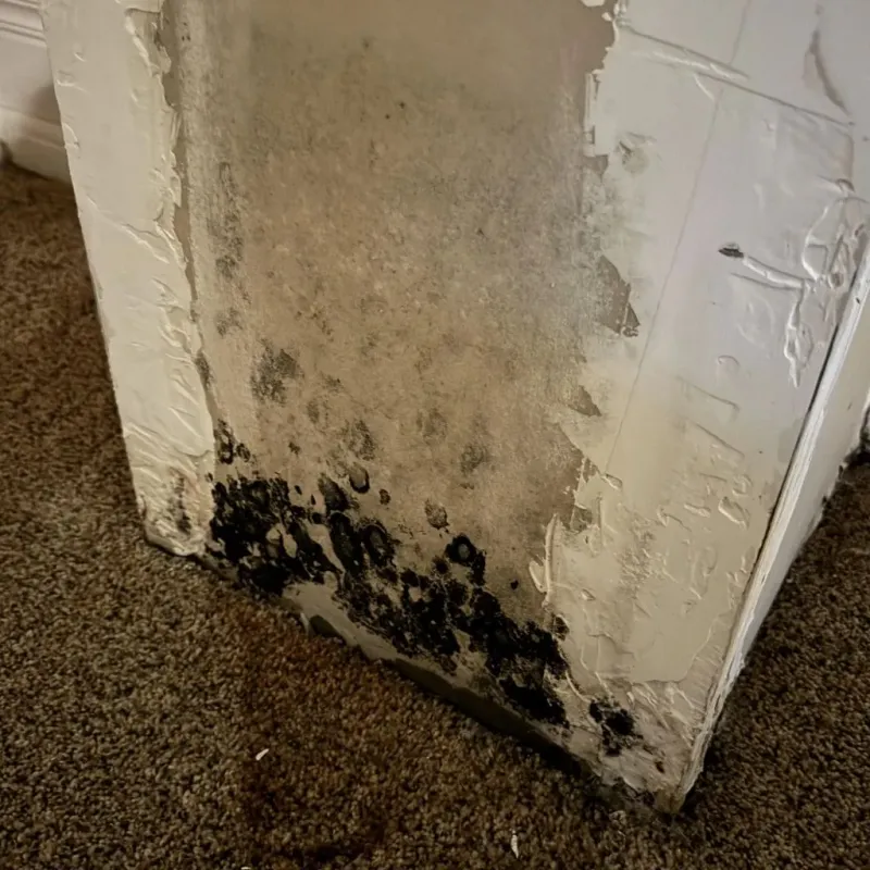 Professional Mold Removal in Lebanon South, PA